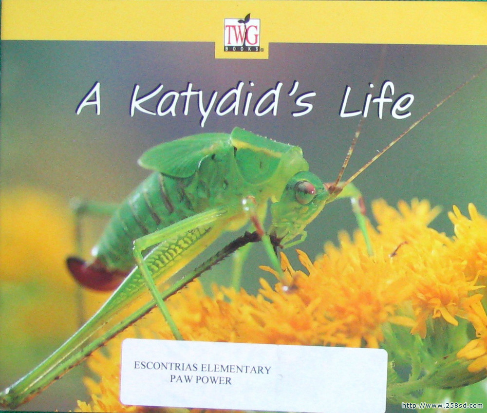 a katydid"s life
