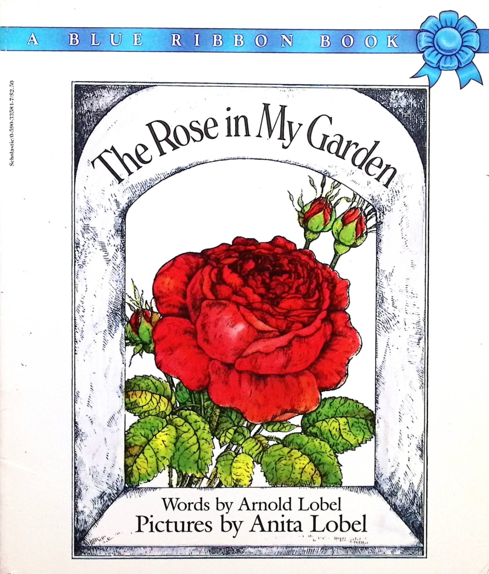 the rose in my garden