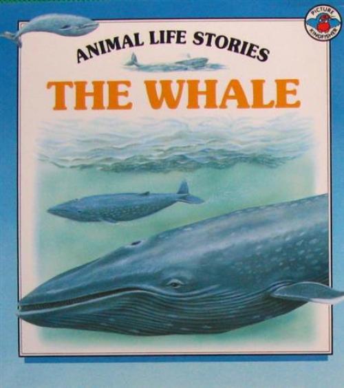 animallifestoriesthewhale