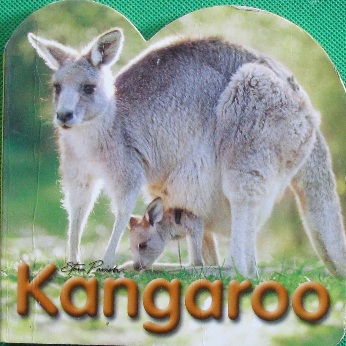 kangaroo steve parish