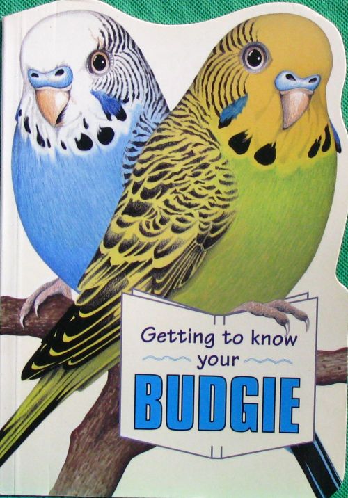 动物 鸟类 getting to know your budgie(机器翻译:了解你的鹦鹉)