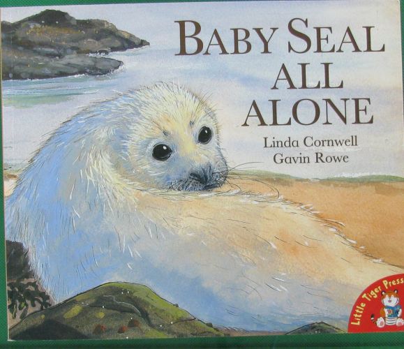 baby seal all alone