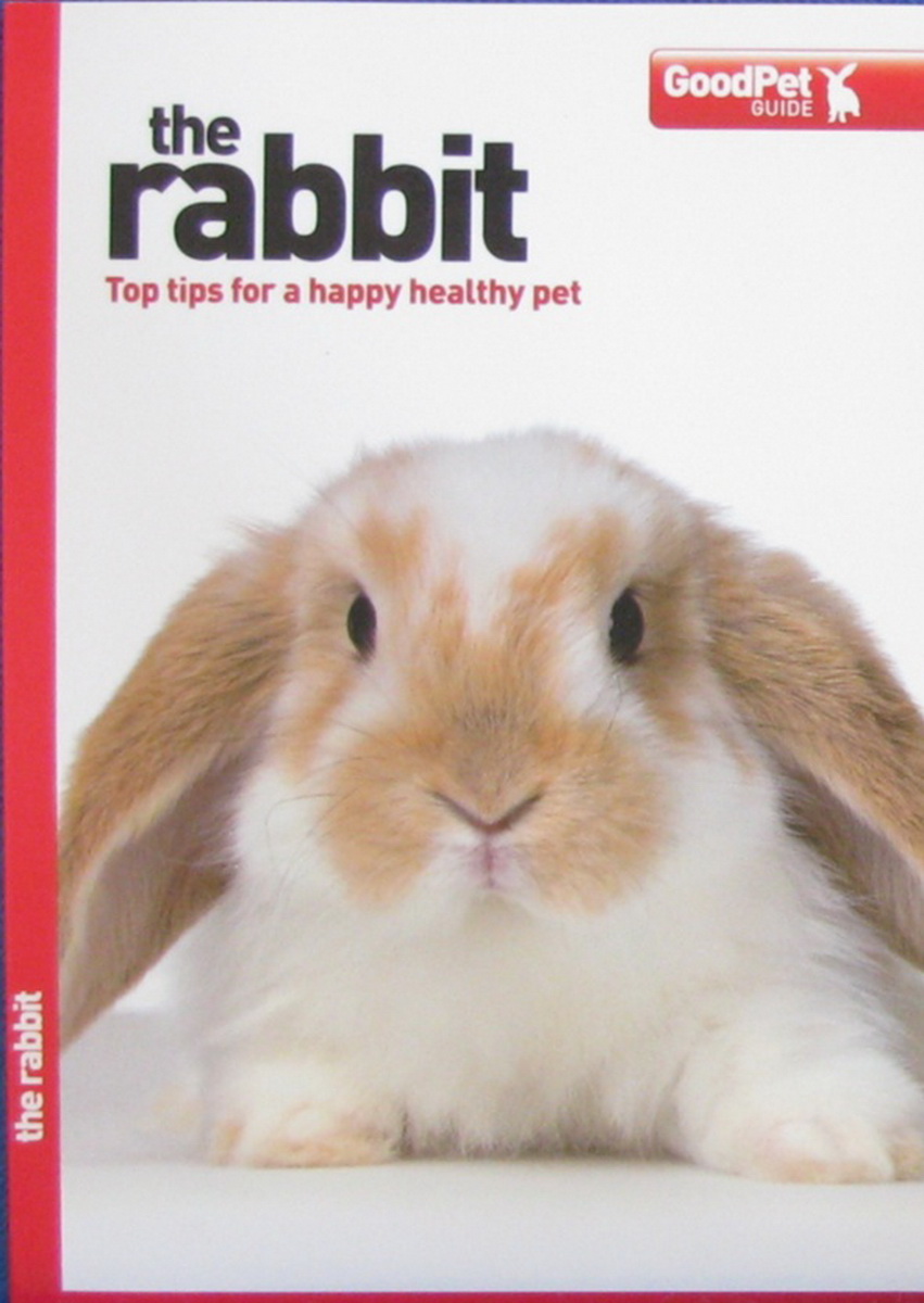 the rabbit - good pet guide