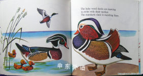 My Book of Birds