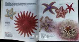 STARFISH SEASHELLS and CRABS