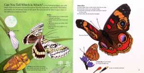 BUTTERFLIES and MOTHS
