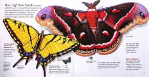 BUTTERFLIES and MOTHS