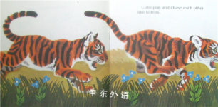 The Tiger Book Look-Look