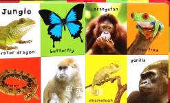 First 100 Animals