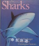 Sharks Gilda Berger