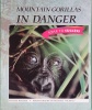 Mountain Gorillas in danger