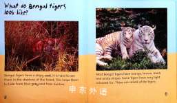 Bengal Tiger