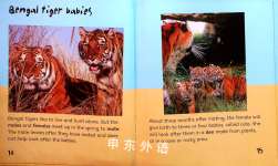 Bengal Tiger