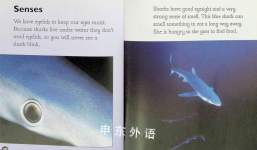 Really Wild Sharks