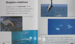 Really Wild: Dolphin