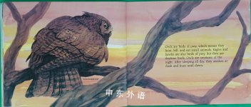 All About Owls