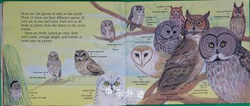 All About Owls