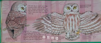 All About Owls