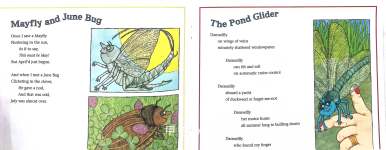 Insect  Spider Poems