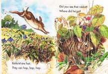 Did You See That Rabbit