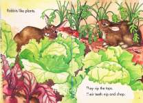 Did You See That Rabbit