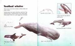 Killer Whales Blue Whales and More