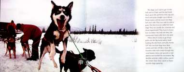 Iditarod dream: Dusty and his sled dogs compete in Alaska's Jr. Iditarod
