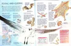 Animal World