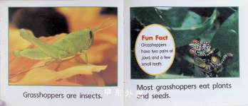 Grasshoppers