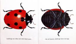 The Ladybug and Other Insects