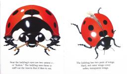 The Ladybug and Other Insects