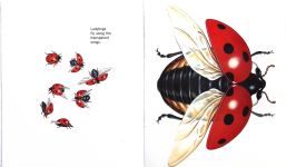 The Ladybug and Other Insects