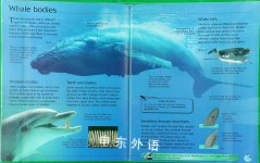 Whales and Dolphins Usborne Discovery