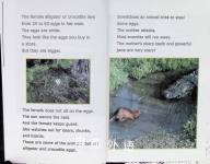 SNAP A Book About Alligators and Crocodiles