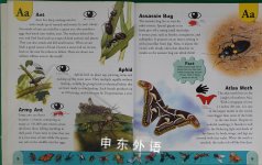 Bug Dictionary An A to Z of Insects and Creepy Crawlies