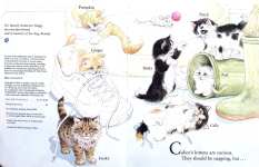 Calicos Curious Kittens
