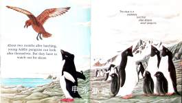 Penguins A First Discovery Book