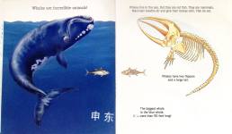 Whales A First Discovery Book