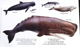 Whales A First Discovery Book