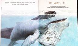 Whales A First Discovery Book