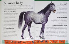Horse Dictionary: An A to Z of Horses