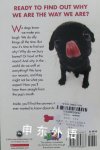 Dog: Why Are Dogs Noses Wet? And Other True Facts