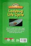 Ladybug Life Cycle