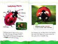 Ladybug Life Cycle