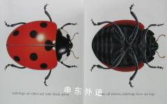 Ladybugs and Other Insects [With Transparent Pages] Scholastic First Discovery
