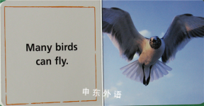 Birds (Baby Einstein)