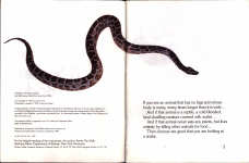 A Snakes Body