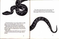 A Snakes Body