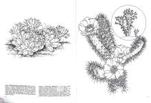 The Cactus Coloring Book