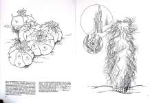 The Cactus Coloring Book